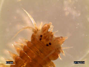  ( - LPTSED3-003)  @12 [ ] CreativeCommons - Attribution Non-Commercial Share-Alike (2013) Marcos A.M.L. Teixeira University of Minho, Centre of Molecular and Environmental Biology