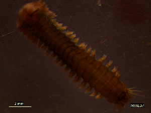  ( - MSSED1-007)  @12 [ ] CreativeCommons - Attribution Non-Commercial Share-Alike (2013) Marcos A.M.L. Teixeira University of Minho, Centre of Molecular and Environmental Biology