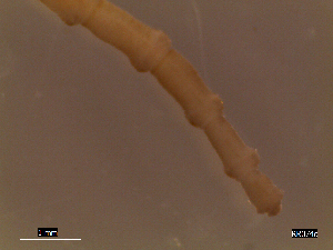  (Leiochone leiopygos - RR10-002)  @13 [ ] CreativeCommons - Attribution Non-Commercial Share-Alike (2013) Marcos A.M.L. Teixeira University of Minho, Centre of Molecular and Environmental Biology