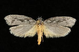  ( - 06-BLLOC-1525)  @14 [ ] CreativeCommons - Attribution (2010) CBG Photography Group Centre for Biodiversity Genomics