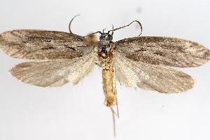  ( - 06-BLLOC-1792)  @14 [ ] CreativeCommons - Attribution (2010) CBG Photography Group Centre for Biodiversity Genomics