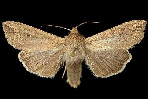  ( - 06-BLLOC-1805)  @14 [ ] CreativeCommons - Attribution (2010) CBG Photography Group Centre for Biodiversity Genomics