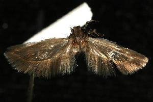  ( - 06-BLLOC-2731)  @13 [ ] CreativeCommons - Attribution (2010) CBG Photography Group Centre for Biodiversity Genomics