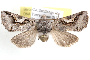  ( - BIOUG11929-A04)  @14 [ ] CreativeCommons - Attribution (2014) CBG Photography Group Centre for Biodiversity Genomics