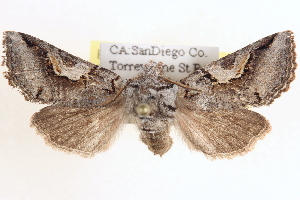 ( - CCDB-17964-H06)  @14 [ ] CreativeCommons - Attribution (2014) CBG Photography Group Centre for Biodiversity Genomics