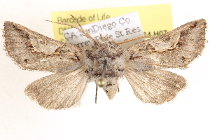  ( - CCDB-17964-H07)  @14 [ ] CreativeCommons - Attribution (2014) CBG Photography Group Centre for Biodiversity Genomics