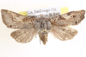  ( - CCDB-17964-H08)  @14 [ ] CreativeCommons - Attribution (2014) CBG Photography Group Centre for Biodiversity Genomics