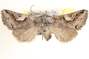  ( - CCDB-17964-H09)  @14 [ ] CreativeCommons - Attribution (2014) CBG Photography Group Centre for Biodiversity Genomics