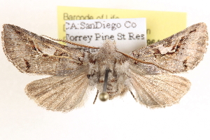  ( - CCDB-17964-H10)  @14 [ ] CreativeCommons - Attribution (2014) CBG Photography Group Centre for Biodiversity Genomics