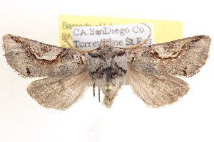  ( - CCDB-17964-H11)  @14 [ ] CreativeCommons - Attribution (2014) CBG Photography Group Centre for Biodiversity Genomics