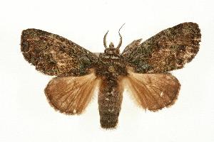  ( - 06-CRBS-0191)  @14 [ ] CreativeCommons - Attribution (2010) CBG Photography Group Centre for Biodiversity Genomics