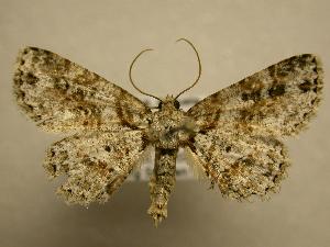  (Bryoptera - 07-CRBS-887)  @15 [ ] Unspecified (default): All Rights Reserved  Unspecified Unspecified