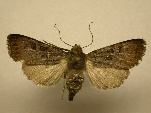  ( - 08-CRBS-885)  @14 [ ] Unspecified (default): All Rights Reserved  Unspecified Unspecified