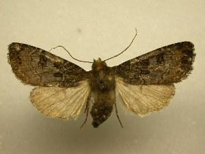  ( - 08-CRBS-888)  @14 [ ] Unspecified (default): All Rights Reserved  Unspecified Unspecified