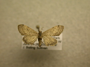  (Eupithecia sp. CR47 - 08-CRBS-1002)  @11 [ ] Unspecified (default): All Rights Reserved  Unspecified Unspecified