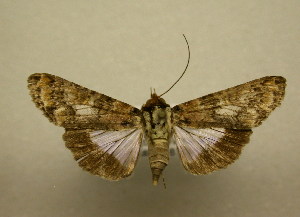  ( - 09-CRBS-003)  @13 [ ] Unspecified (default): All Rights Reserved  Unspecified Unspecified