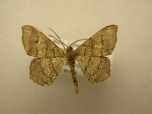  (Semiothisa punctistriata - 09-CRBS-245)  @14 [ ] Unspecified (default): All Rights Reserved  Unspecified Unspecified