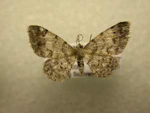 (Physocleora sp. CR5 - 09-CRBS-689)  @11 [ ] Unspecified (default): All Rights Reserved  Unspecified Unspecified