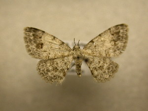  (Physocleora sp. CR5 - 09-CRBS-692)  @11 [ ] Unspecified (default): All Rights Reserved  Unspecified Unspecified