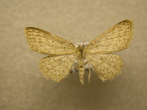  (Cyclophora BioLep0797 - 10-CRBS-140)  @13 [ ] Unspecified (default): All Rights Reserved  Unspecified Unspecified