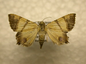  (Eulepidotis juncida - 10-CRBS-888)  @14 [ ] No Rights Reserved (2010) James Sullivan Research Collection of J. B. Sullivan