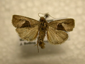  ( - 10-CRBS-912)  @13 [ ] No Rights Reserved (2010) James Sullivan Research Collection of J. B. Sullivan