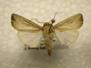  ( - 10-CRBS-973)  @14 [ ] No Rights Reserved (2010) James Sullivan Research Collection of J. B. Sullivan