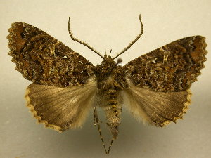  ( - 10-CRBS-1487)  @11 [ ] No Rights Reserved (2010) James Sullivan Research Collection of J. B. Sullivan