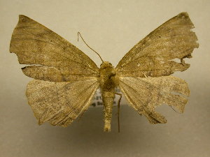  ( - 10-CRBS-1533)  @13 [ ] No Rights Reserved (2010) James Sullivan Research Collection of J. B. Sullivan