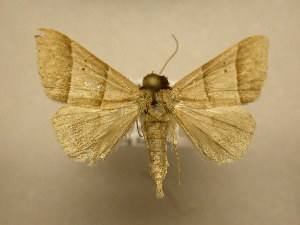  ( - 10-CRBS-2652)  @13 [ ] No Rights Reserved (2010) James Sullivan Research Collection of J. B. Sullivan