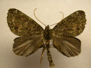  ( - 11-CRBS-1335)  @13 [ ] No Rights Reserved  J. B. Sullivan Unspecified