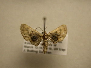  (Eupithecia obscurata - 11-CRBS-1418)  @13 [ ] No Rights Reserved  J. B. Sullivan Unspecified