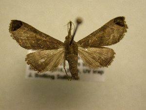  ( - 11-CRBS-1873)  @13 [ ] No Rights Reserved (2010) James Sullivan Research Collection of J. B. Sullivan