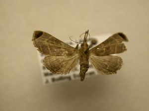  ( - 11-CRBS-1882)  @13 [ ] No Rights Reserved (2010) James Sullivan Research Collection of J. B. Sullivan