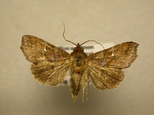  ( - 11-CRBS-1978)  @12 [ ] No Rights Reserved (2010) James Sullivan Research Collection of J. B. Sullivan