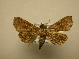  ( - 11-CRBS-1979)  @12 [ ] No Rights Reserved (2010) James Sullivan Research Collection of J. B. Sullivan