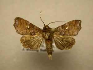  (Callopistria mexicanaDHJ02 - 11-CRBS-1980)  @12 [ ] No Rights Reserved (2010) James Sullivan Research Collection of J. B. Sullivan