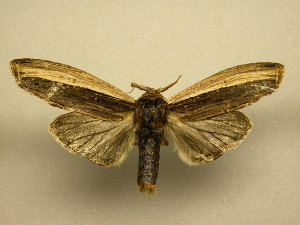  ( - 11-CRBS-2060)  @14 [ ] No Rights Reserved (2010) James Sullivan Research Collection of J. B. Sullivan