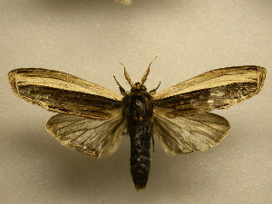  ( - 11-CRBS-2062)  @14 [ ] No Rights Reserved (2010) James Sullivan Research Collection of J. B. Sullivan