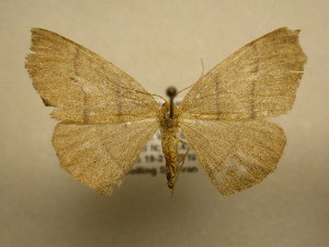  ( - 11-CRBS-2447)  @13 [ ] No Rights Reserved (2011) JB Sullivan Research Collection of J. B. Sullivan