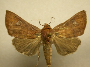  ( - 11-CRBS-2492)  @14 [ ] No Rights Reserved (2011) JB Sullivan Research Collection of J. B. Sullivan