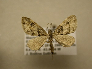  (Eupithecia albimixta - 12-CRBS-056)  @13 [ ] No Rights Reserved (2012) JB Sullivan Research Collection of J.B. Sullivan