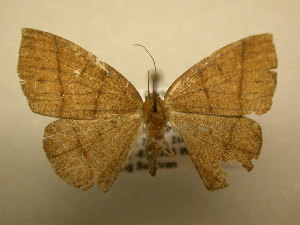  ( - 12-CRBS-204)  @12 [ ] No Rights Reserved (2012) JB Sullivan Research Collection of J.B. Sullivan