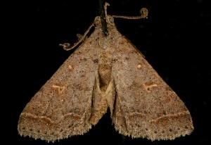  ( - 06-FLOR-1719)  @13 [ ] CreativeCommons - Attribution (2010) CBG Photography Group Centre for Biodiversity Genomics