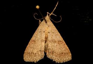  ( - 06-FLOR-1725)  @13 [ ] CreativeCommons - Attribution (2010) CBG Photography Group Centre for Biodiversity Genomics