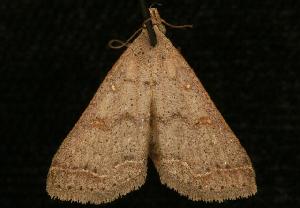  ( - 06-FLOR-1777)  @13 [ ] CreativeCommons - Attribution (2010) CBG Photography Group Centre for Biodiversity Genomics