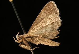  ( - 06-FLOR-1781)  @13 [ ] CreativeCommons - Attribution (2010) CBG Photography Group Centre for Biodiversity Genomics