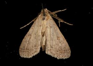  ( - 06-FLOR-2206)  @13 [ ] CreativeCommons - Attribution (2010) CBG Photography Group Centre for Biodiversity Genomics