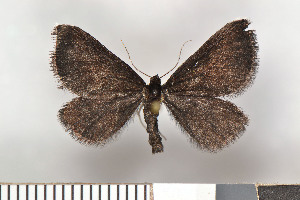 ( - NHMO-2011.113)  @13 [ ] Unspecified (default): All Rights Reserved  Unspecified Unspecified
