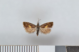  ( - NHMO-2011.174)  @12 [ ] Unspecified (default): All Rights Reserved  Unspecified Unspecified